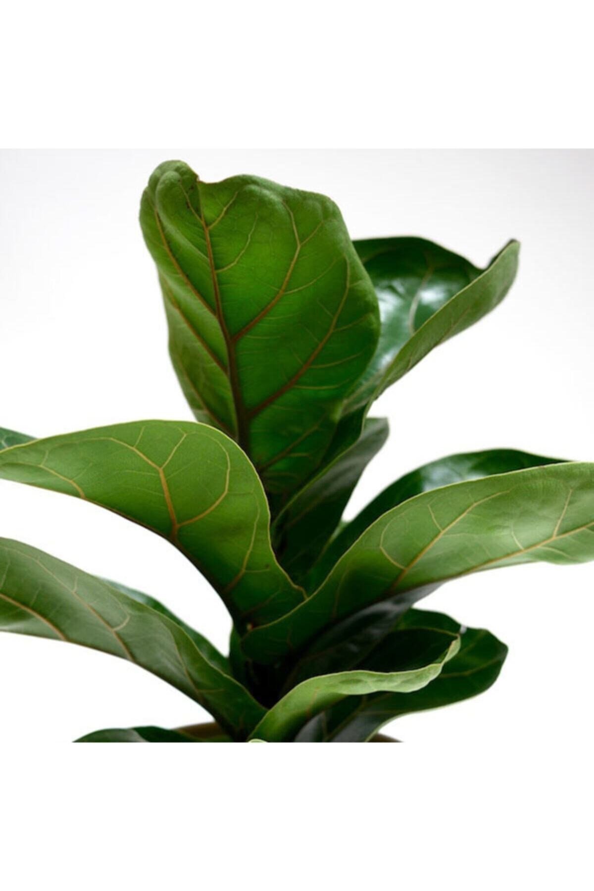 Ficus Lyrata 100cm