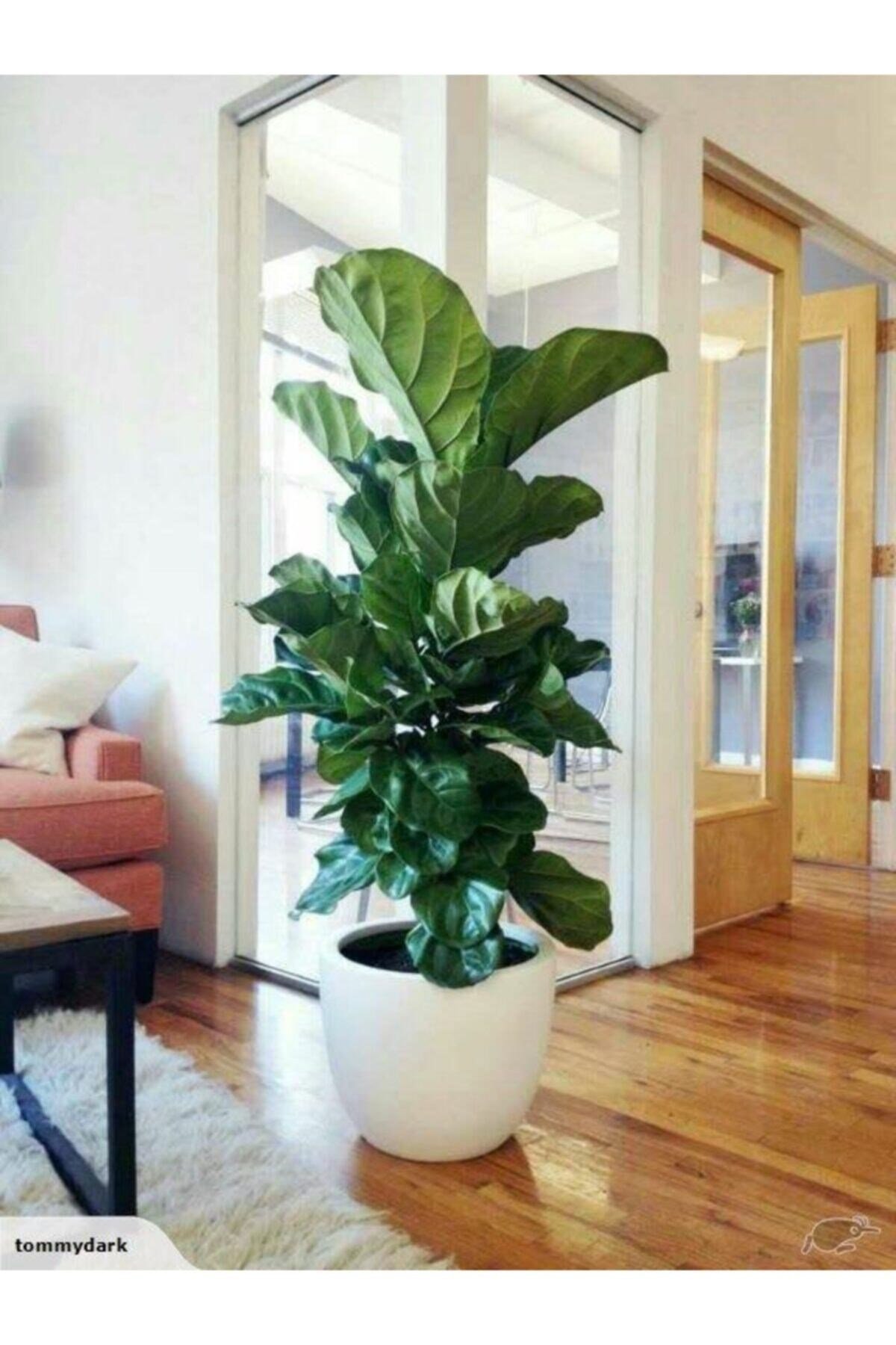 Ficus Lyrata 3 Dallı +120(keman Yapraklı Kauçuk)üretim Saksılı 1.kalite