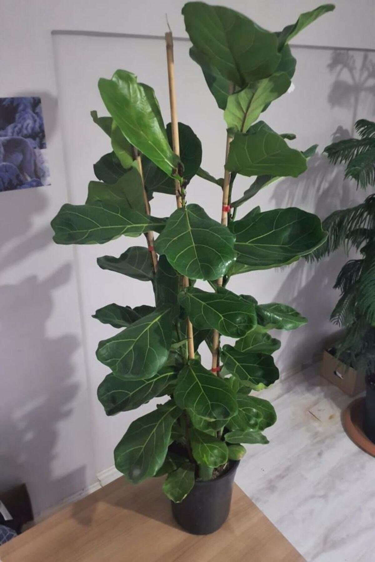 Ficus Lyrata 3 Dallı +120(keman Yapraklı Kauçuk)üretim Saksılı 1.kalite