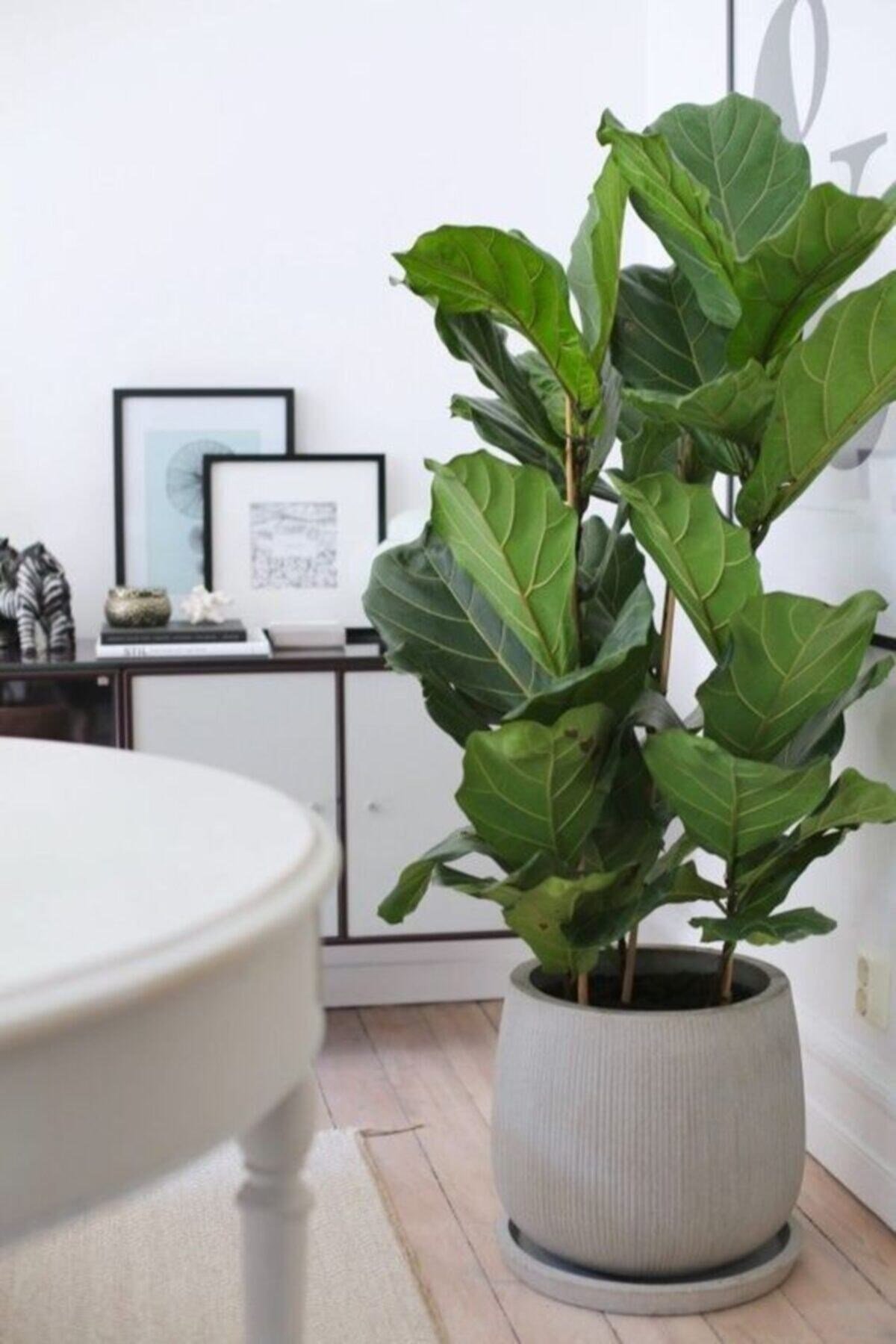 Ficus Lyrata 3 Dallı +120(keman Yapraklı Kauçuk)üretim Saksılı 1.kalite
