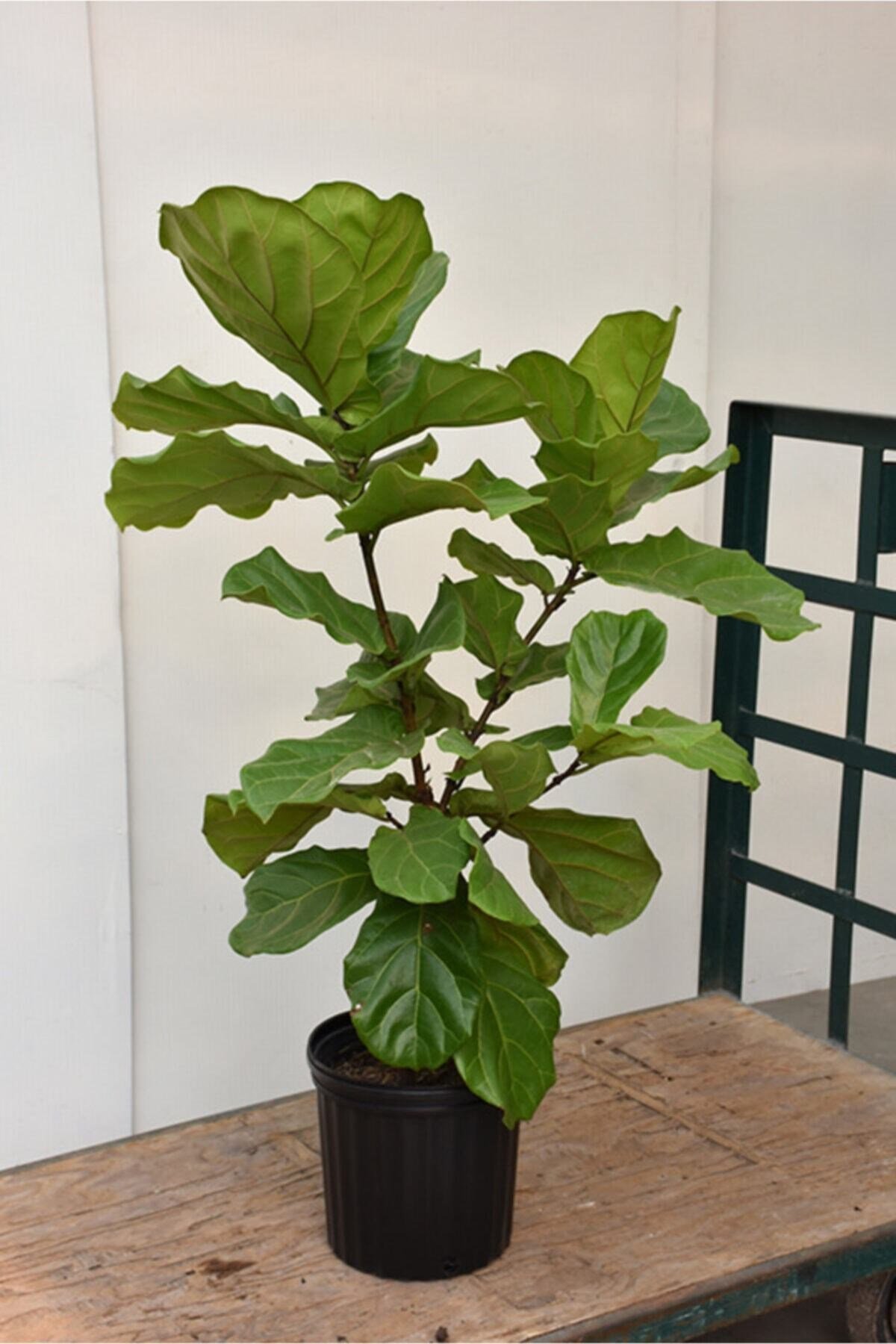 Ficus Lyrata 3 Dallı +120(keman Yapraklı Kauçuk)üretim Saksılı 1.kalite