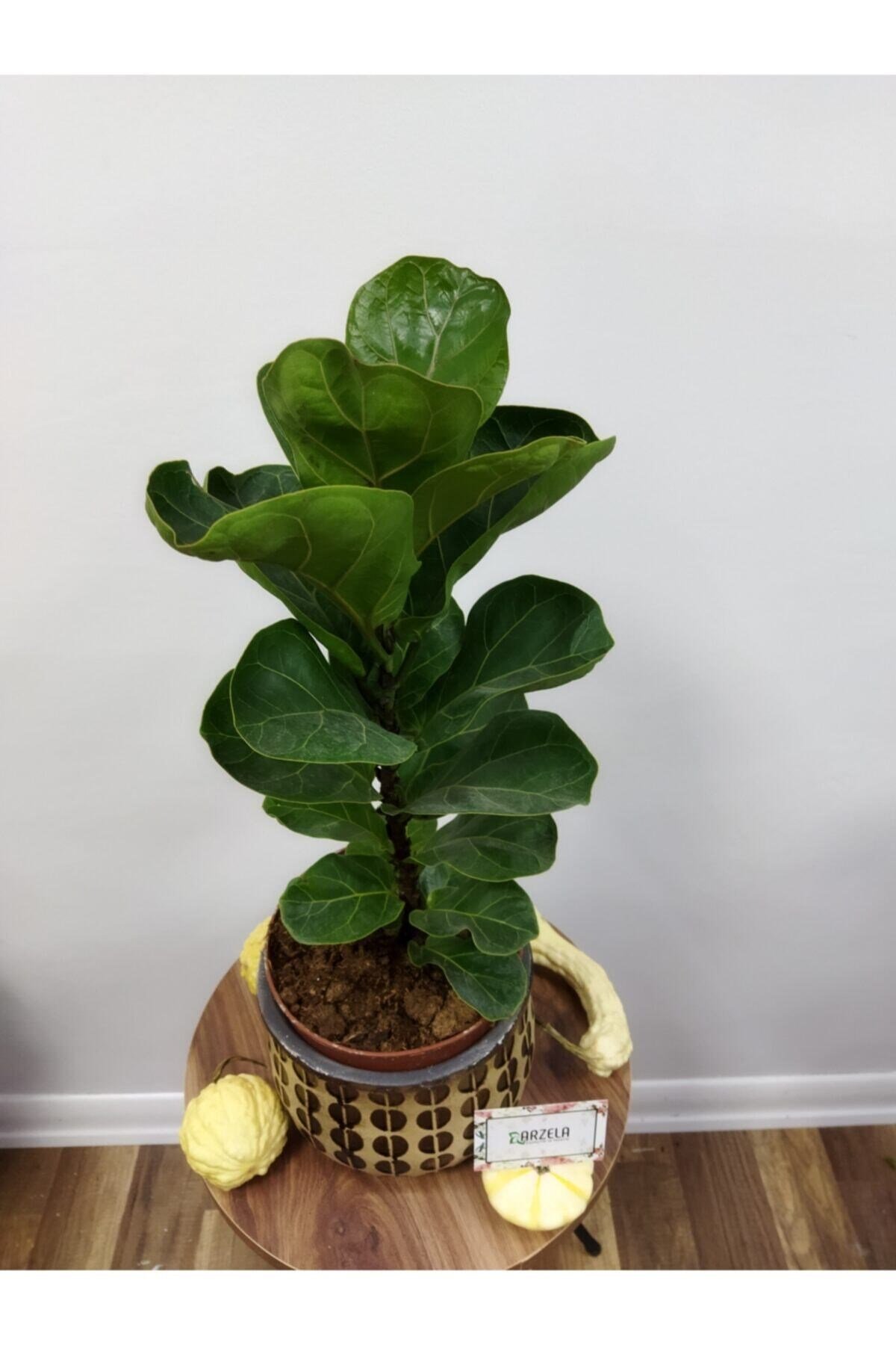 Ficus Lyrata Bambino