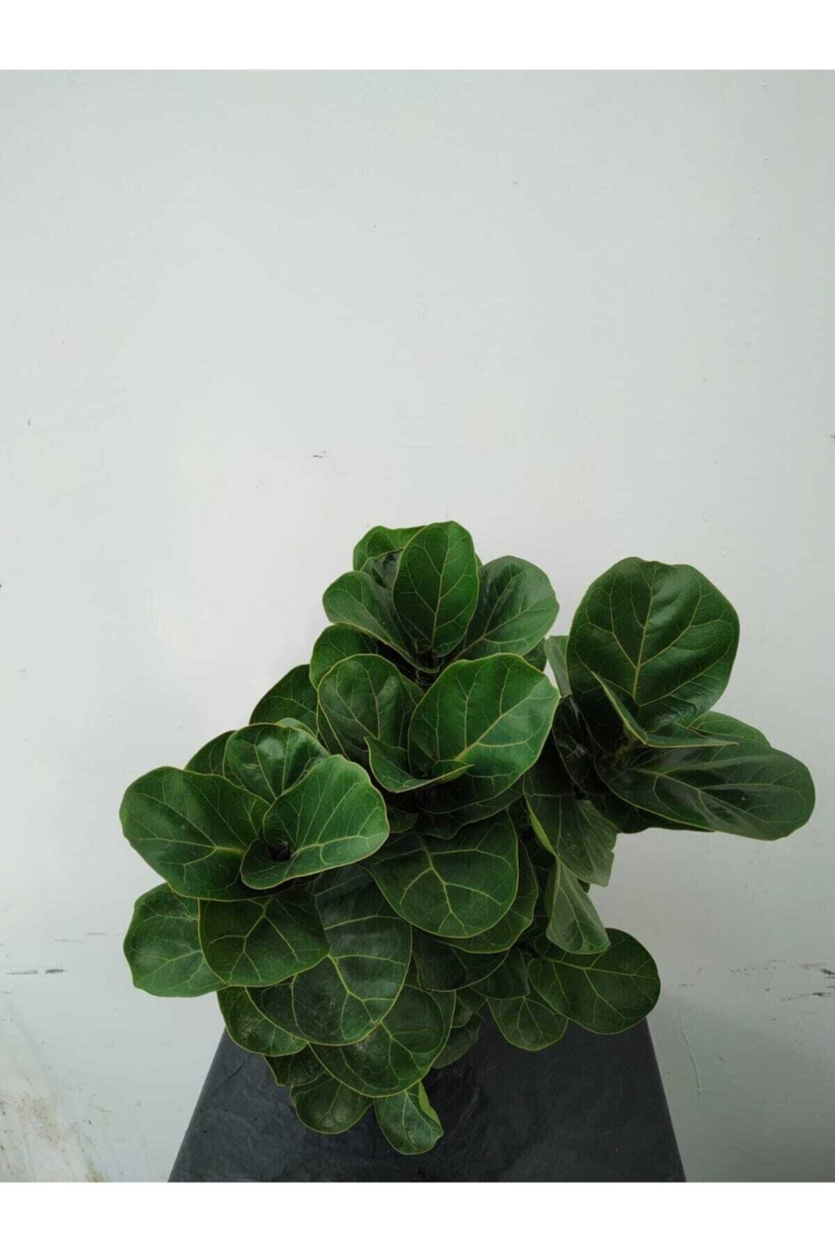 Ficus Lyrata (bambino Anaç)
