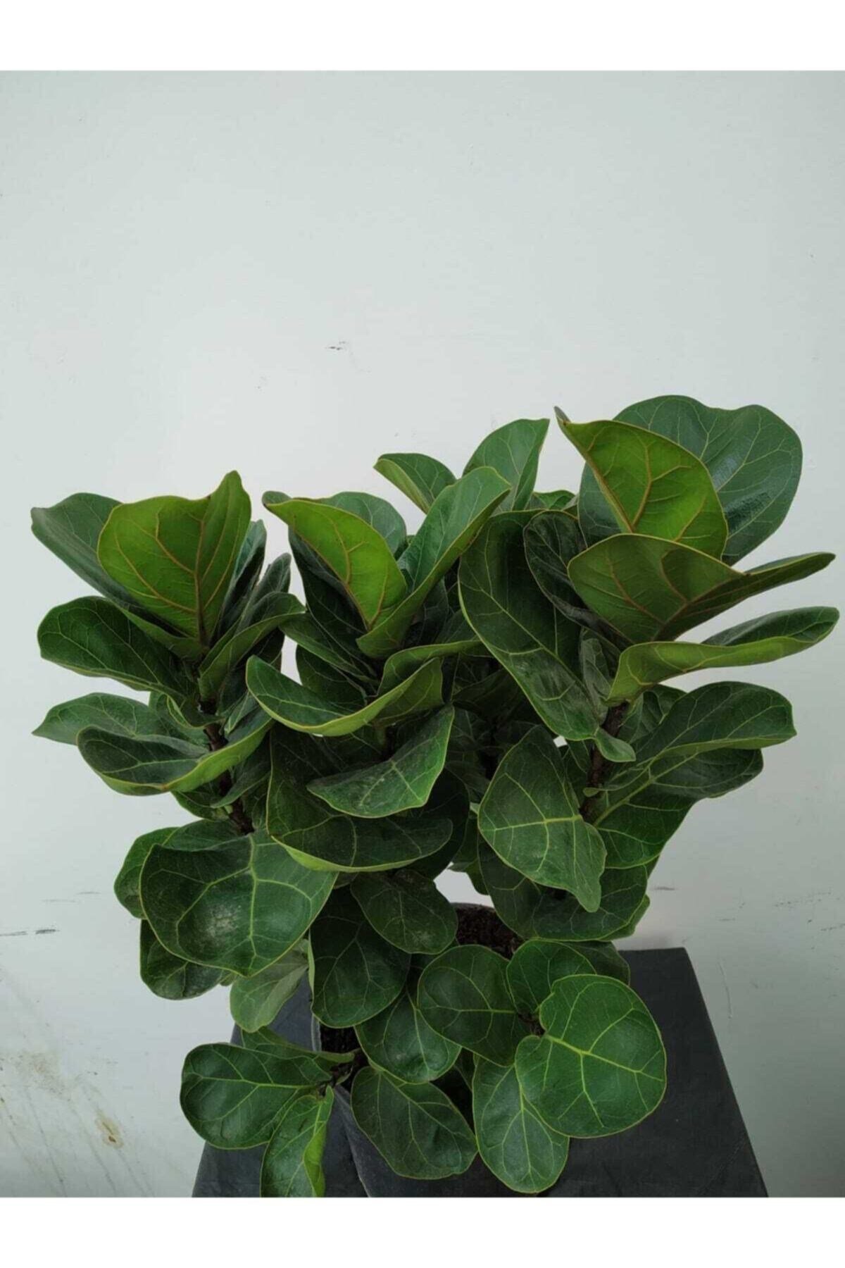 Ficus Lyrata (bambino Anaç)