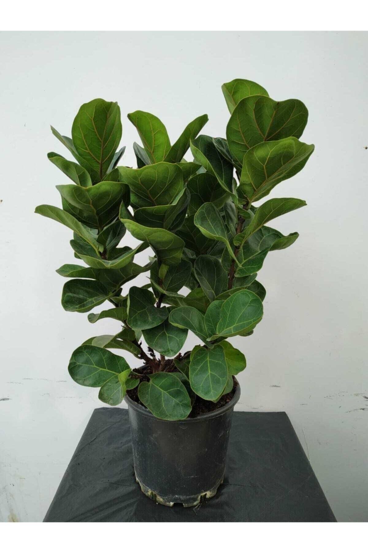 Ficus Lyrata (bambino Anaç)