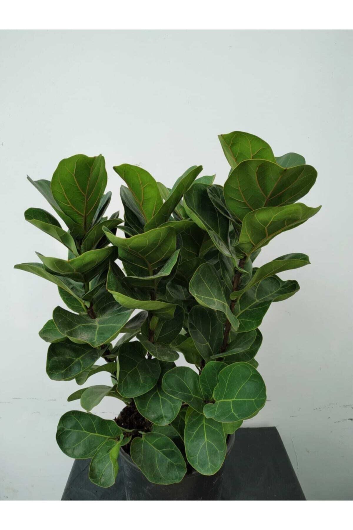 Ficus Lyrata (bambino Anaç)
