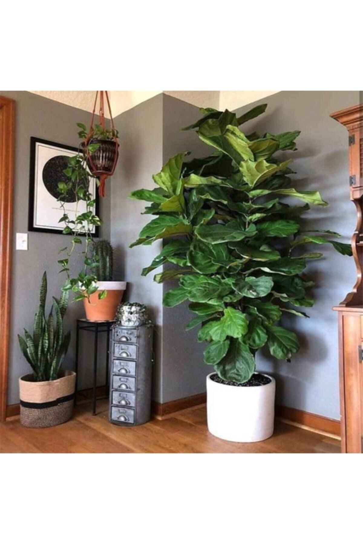 Ficus Lyrata Bambino Bitkisi 40 - 50 cm