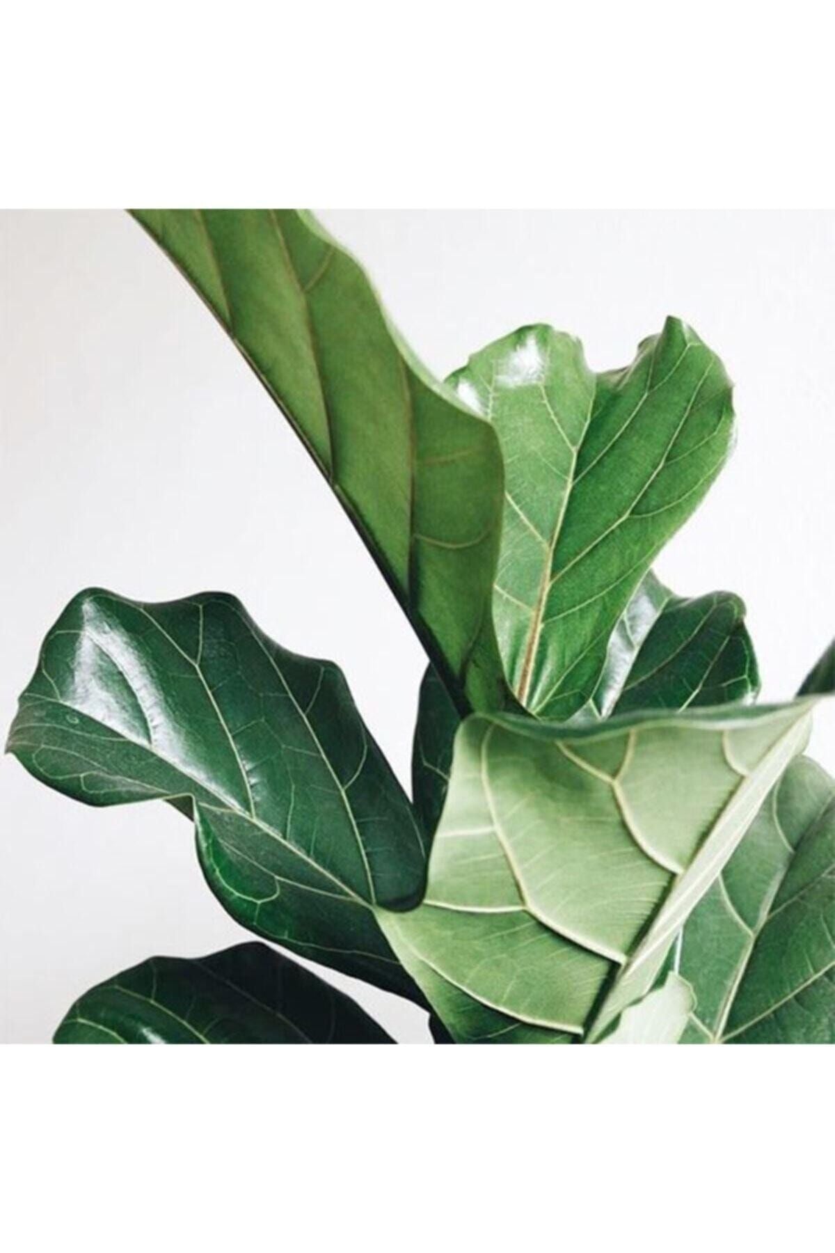 Ficus Lyrata Bambino Bitkisi 40 - 50 cm