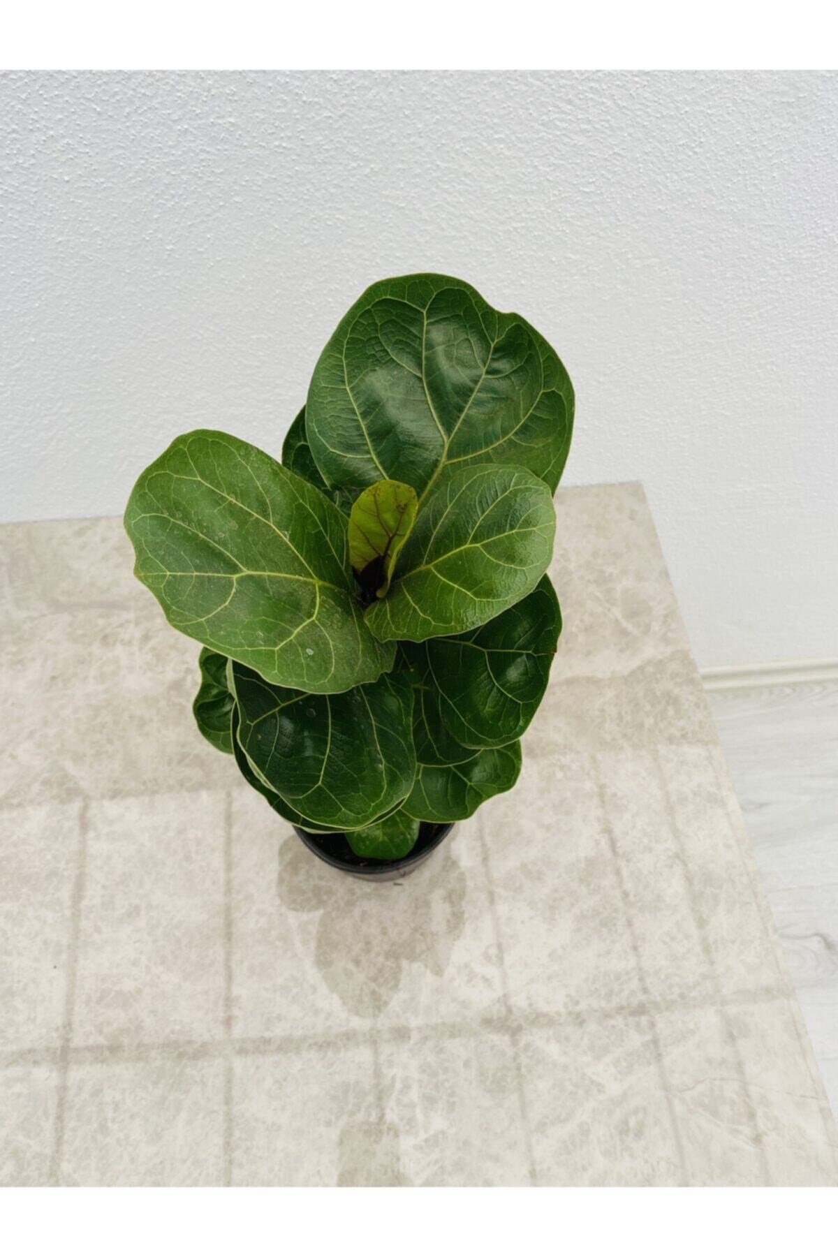 Ficus Lyrata Bambino Kauçuğu