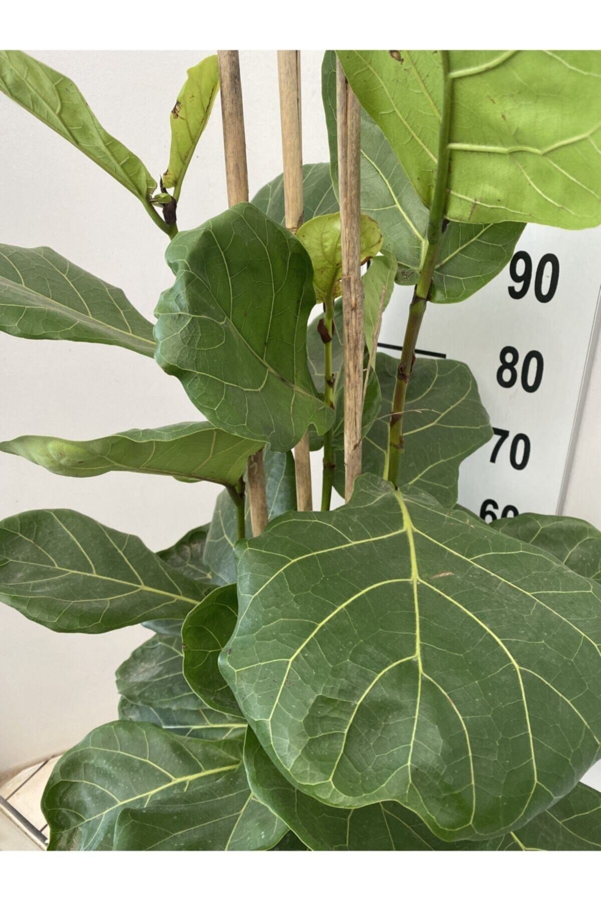 Ficus Lyrata Bambino, Keman Kauçuğu 2x1 100-110 Cm