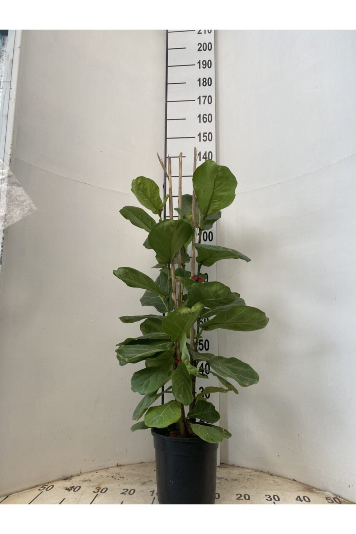 Ficus Lyrata Bambino, Keman Kauçuğu 3x1 130-140 Cm