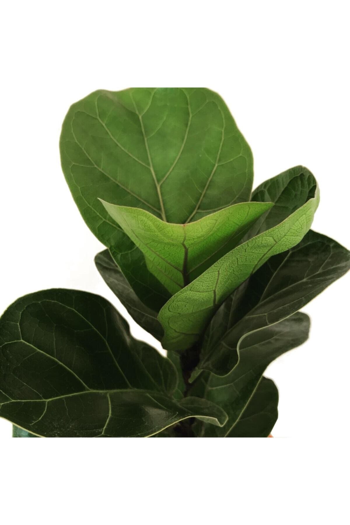 Ficus Lyrata Bambino - Keman Yapraklı Kauçuk - Ev Bitkisi, Salon Bitkisi, Ofis Bitkisi 50 Cm