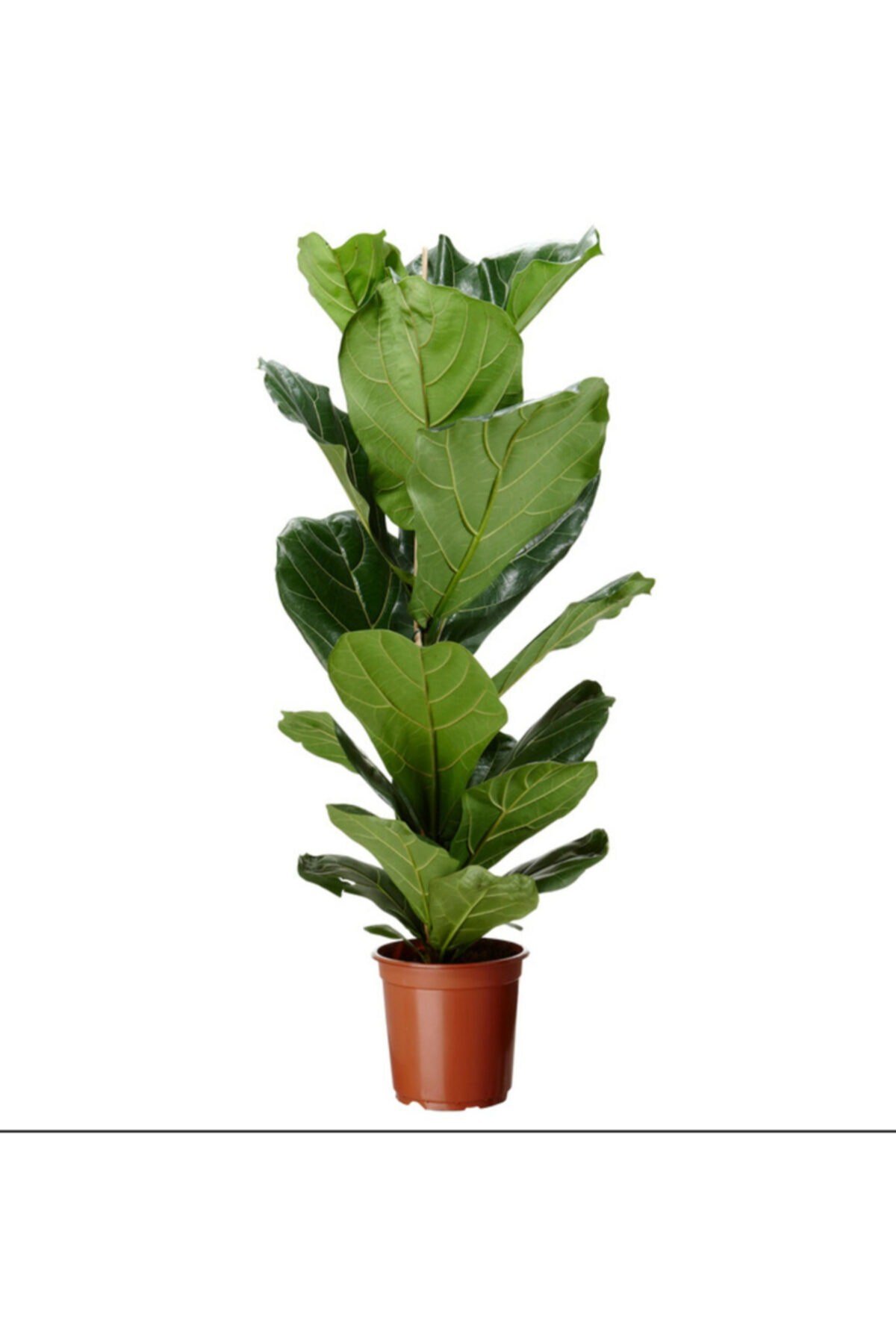 Ficus Lyrata Bambino Keman Yapraklı Kauçuk Bitkisi