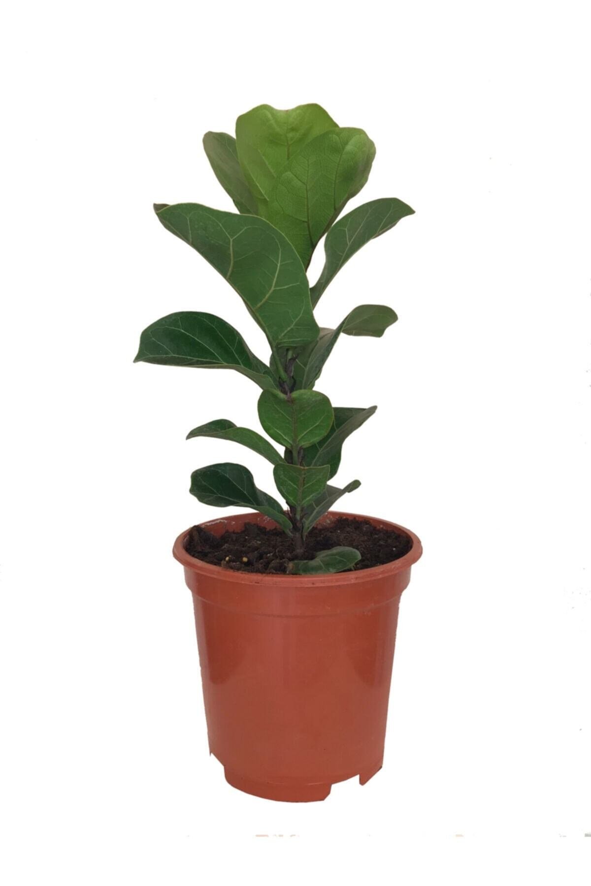 Ficus Lyrata Bambino - Keman Yapraklı Kauçuk - Ev Bitkisi, Salon Bitkisi, Ofis Bitkisi 50 Cm