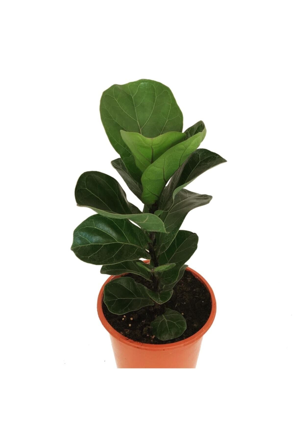 Ficus Lyrata Bambino - Keman Yapraklı Kauçuk - Ev Bitkisi, Salon Bitkisi, Ofis Bitkisi 50 Cm