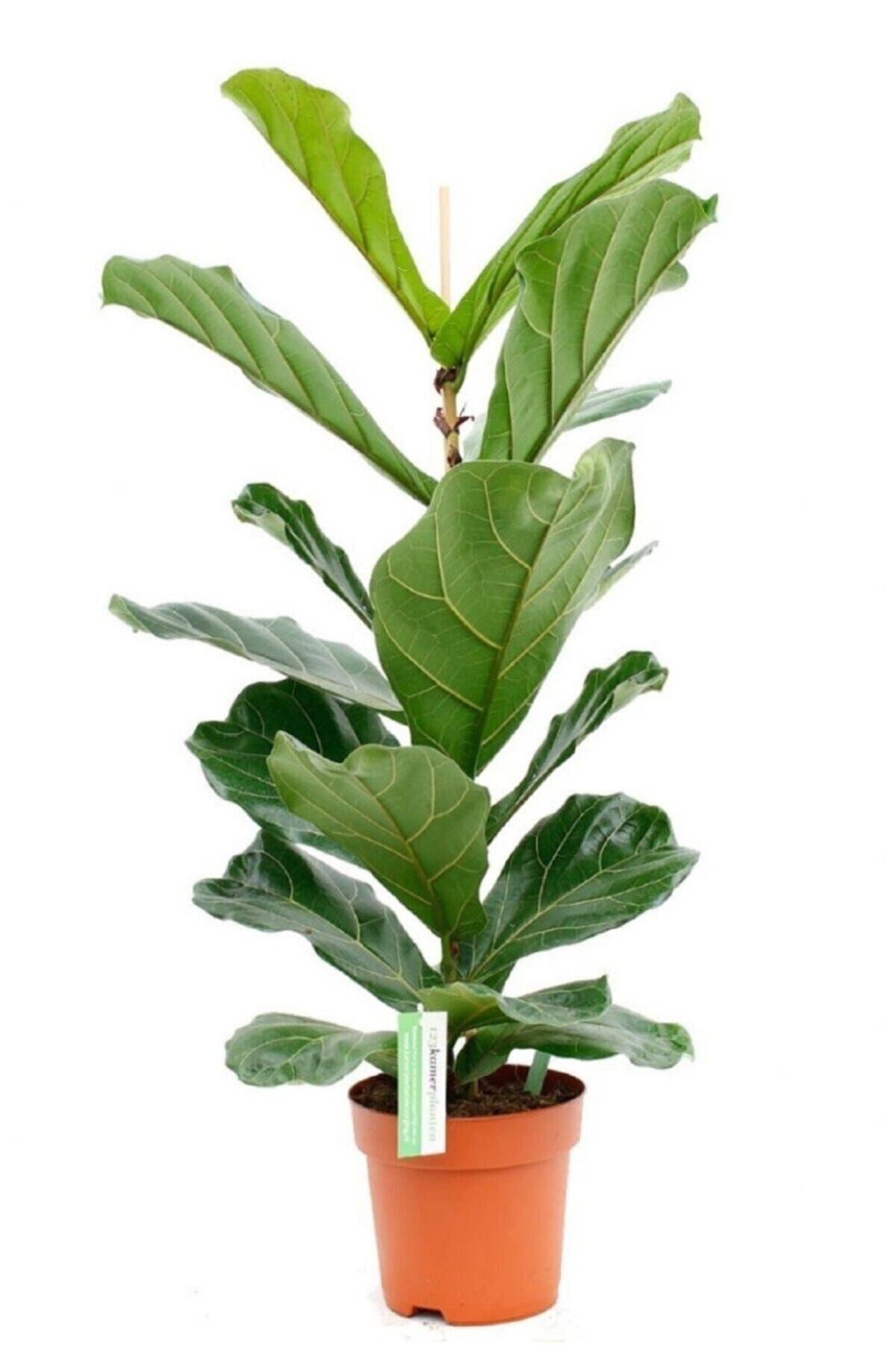 Ficus Lyrata Bambino Keman Yapraklı Kauçuk Bitkisi 50 - 60 Cm Ev Bitkisi Ofis Bitkisi Salon Bitkisi
