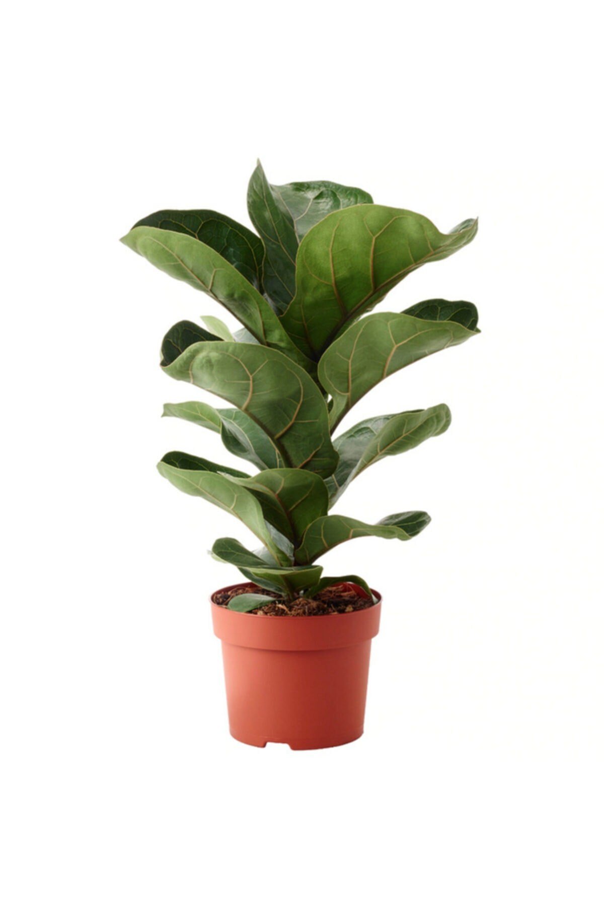 Ficus Lyrata Bambino Keman Yapraklı Kauçuk Bitkisi