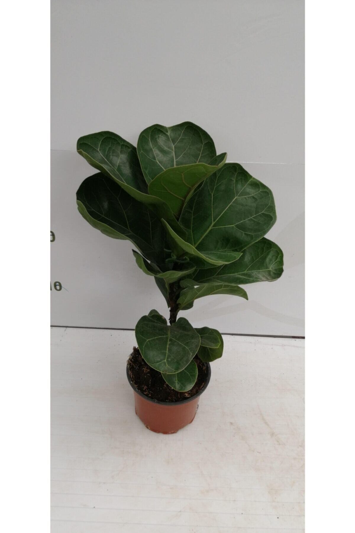Ficus Lyrata Bambino P12cm