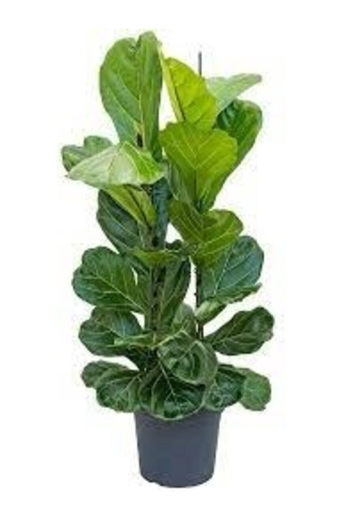 Ficus Lyrata (KEMAN YAPRAKLI KAUÇUK)-2 Köklü Kauçuk Bitkisi