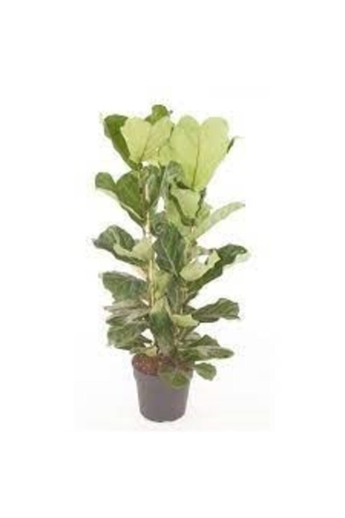Ficus Lyrata (keman Yapraklı Kauçuk)-2 Köklü Dolgun Formlu