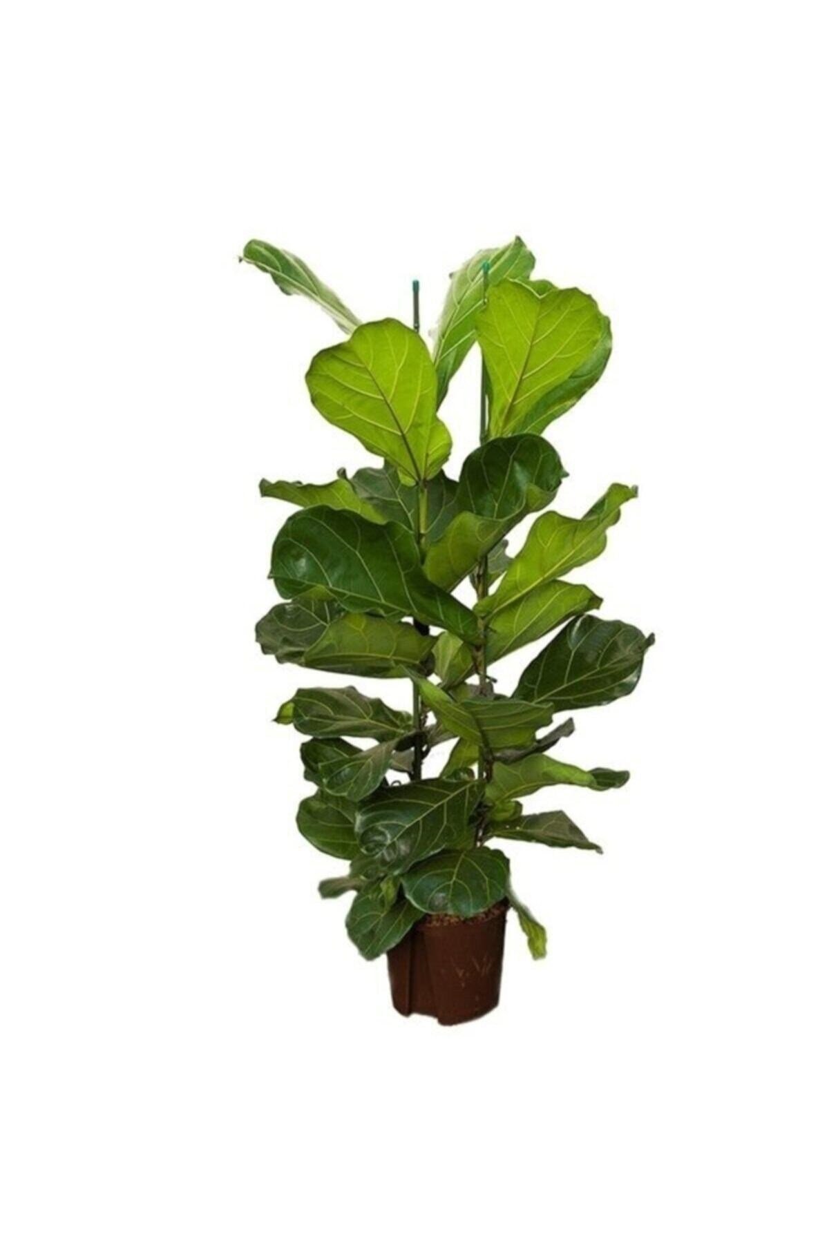 Ficus Lyrata (keman Yapraklı Kauçuk)-2 Köklü Dolgun Formlu