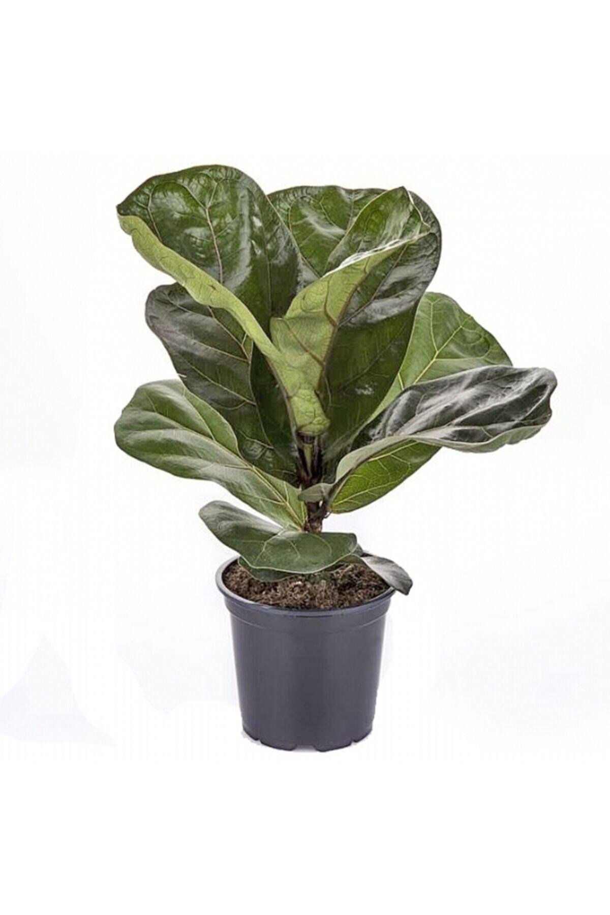 Ficus Lyrata Keman Yapraklı Kauçuk