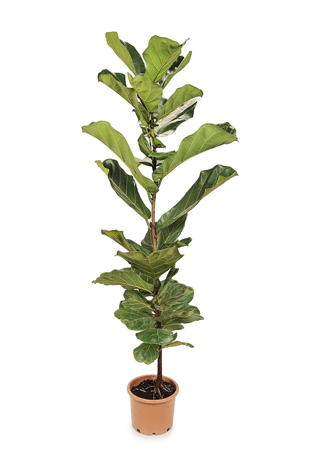 Ficus Lyrata- Keman Yapraklı Kauçuk Tekli 170-180 Cm