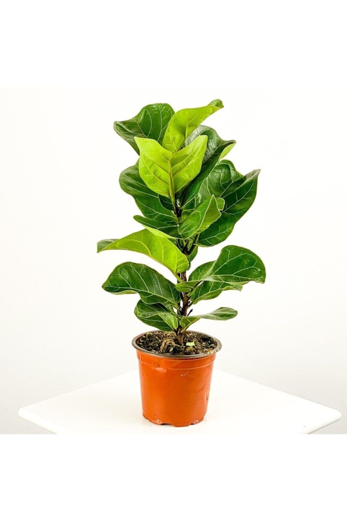 Ficus Lyrata (keman Yapraklı Kauçuk ) Tek Köklü