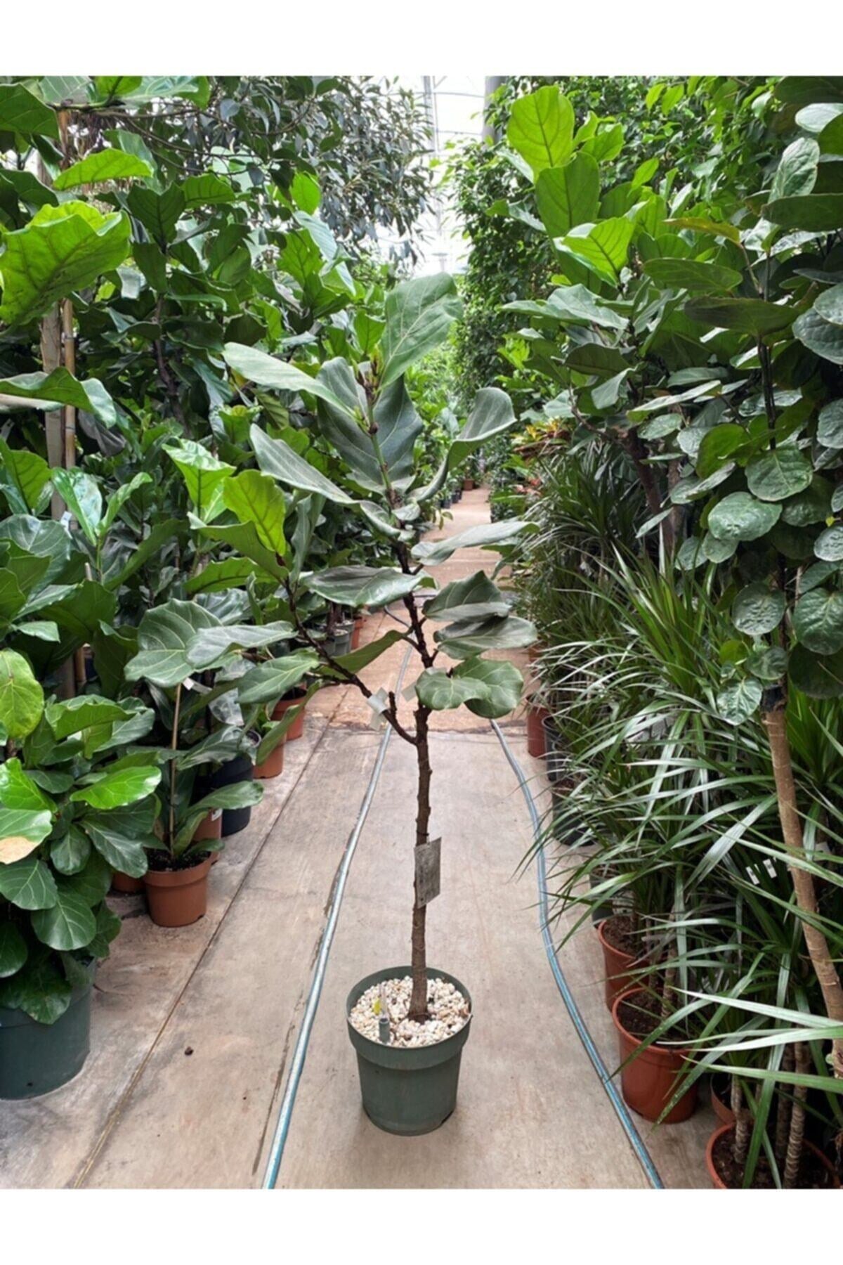 Ficus Lyrata Tijli / Keman Yapraklı Kauçuk (büyük Boy-ağaç Form-160 Cm) - Ev Ve Ofis Bitkisi