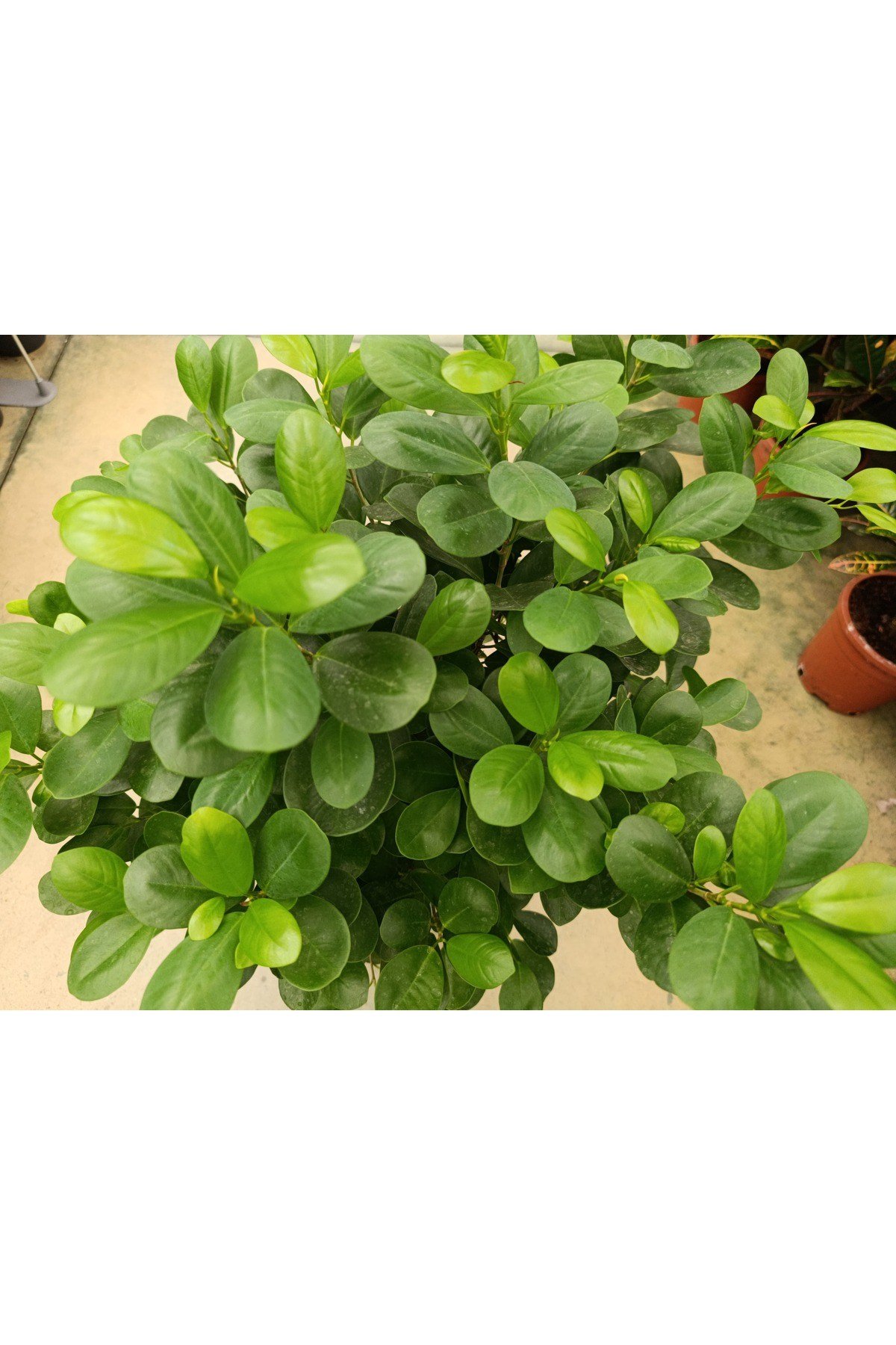 Ficus Maclome Braided Bitkisi ( İthal)