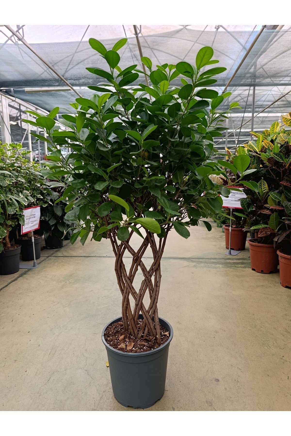 Ficus Maclome Braided Bitkisi ( İthal)