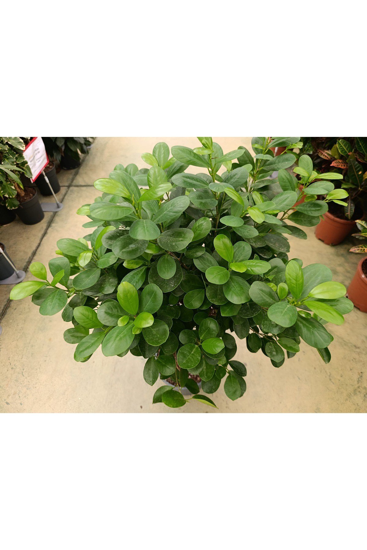 Ficus Maclome Braided Bitkisi ( İthal)