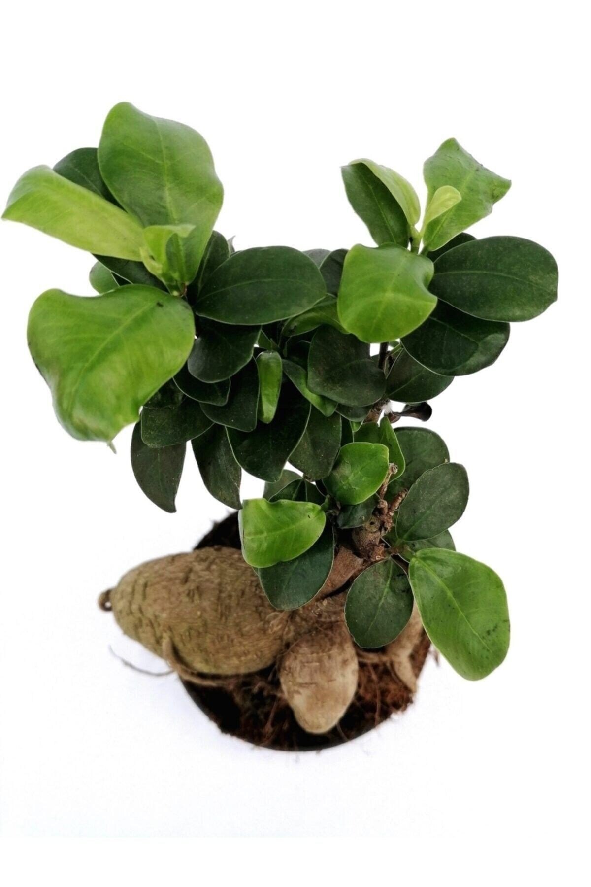 Ficus Mi Ginseng Bonsai 20-25 Cm Ev Ofis Salon Bitkisi