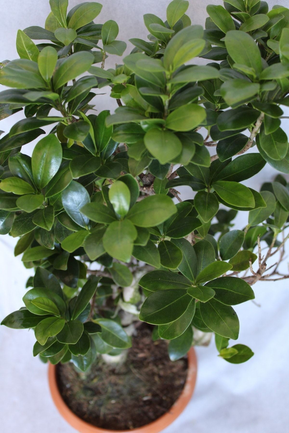 Ficus Microcarpa S Gövde 40-50 Cm (bonsai Ağacı)