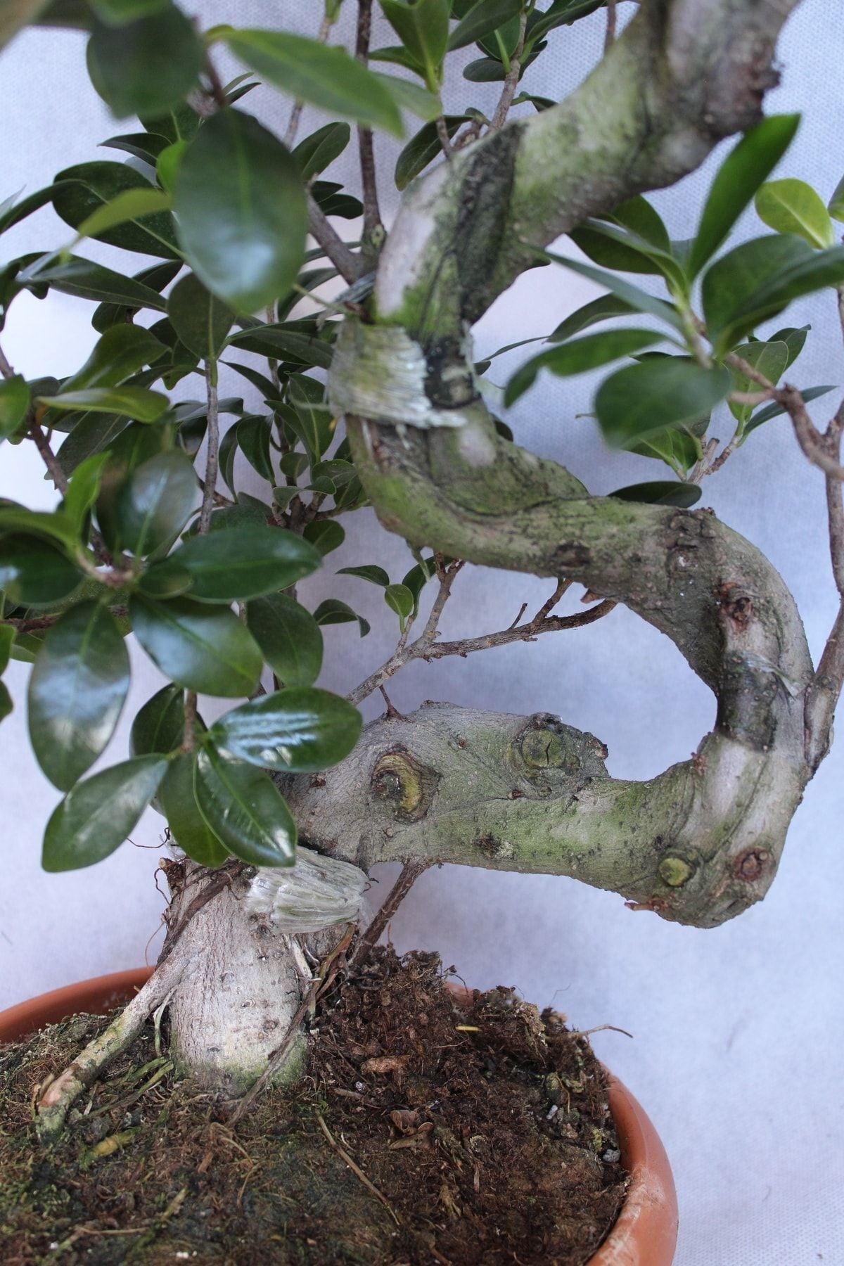 Ficus Microcarpa S Gövde 40-50 Cm (bonsai Ağacı)