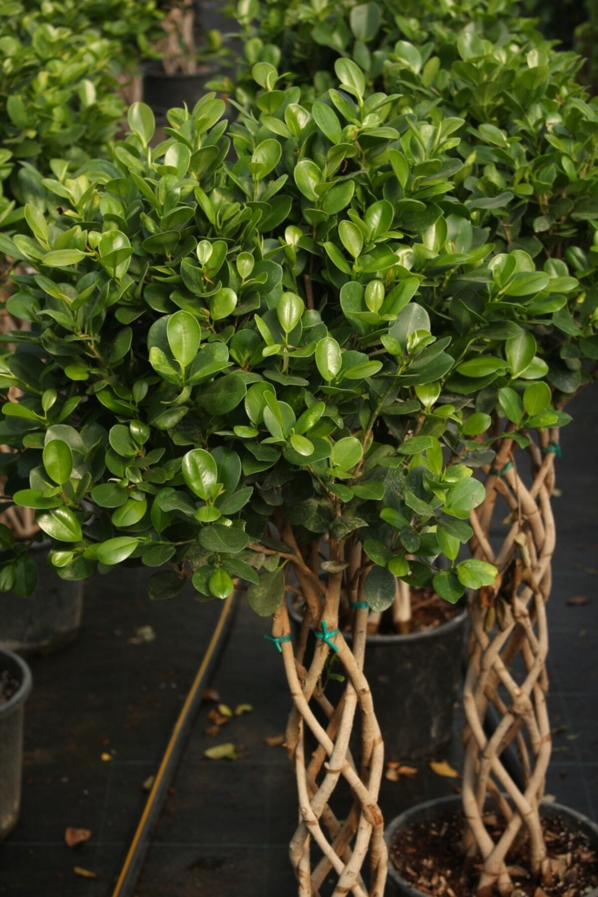 Ficus Microcarpa Sütun Örgü 60cm