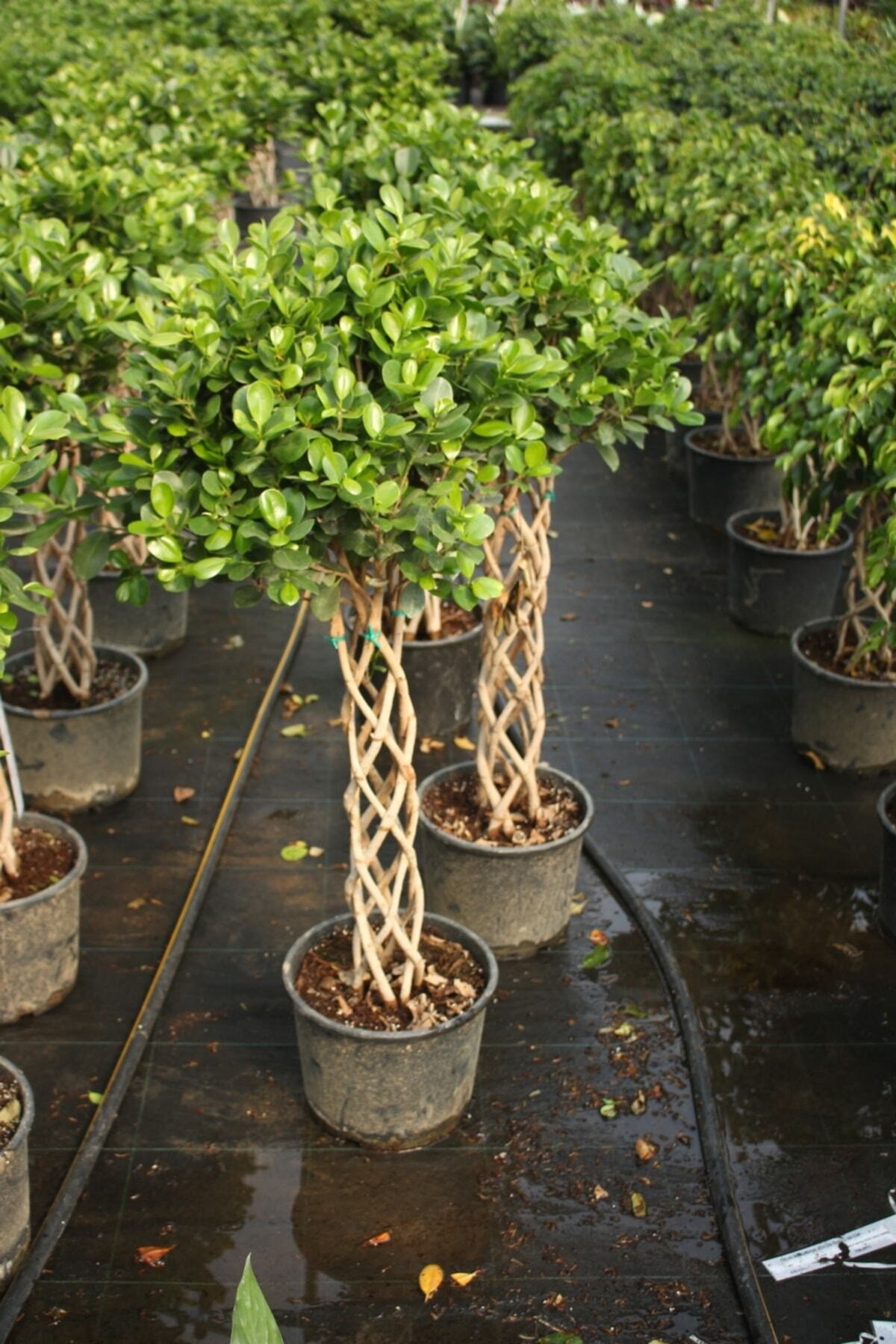 Ficus Microcarpa Sütun Örgü 60cm