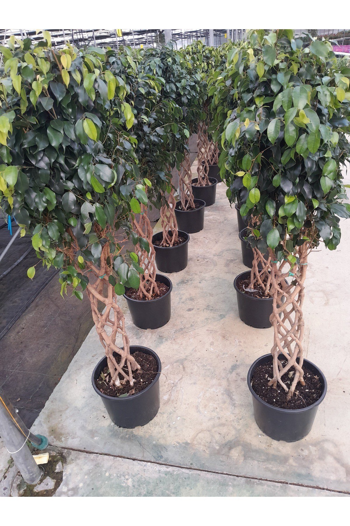 Ficus örgülü