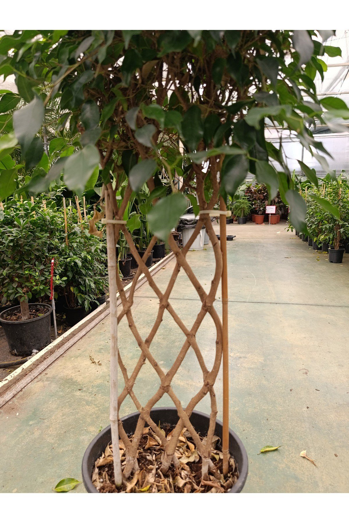 Ficus Sütun Örgü Bitkisi