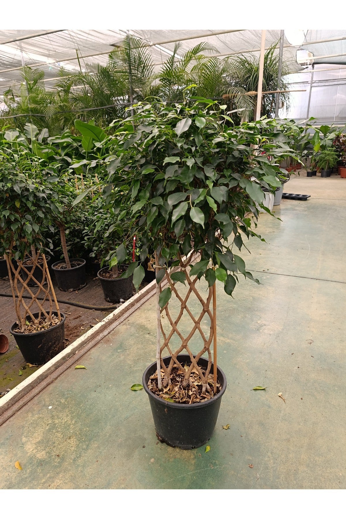 Ficus Sütun Örgü Bitkisi