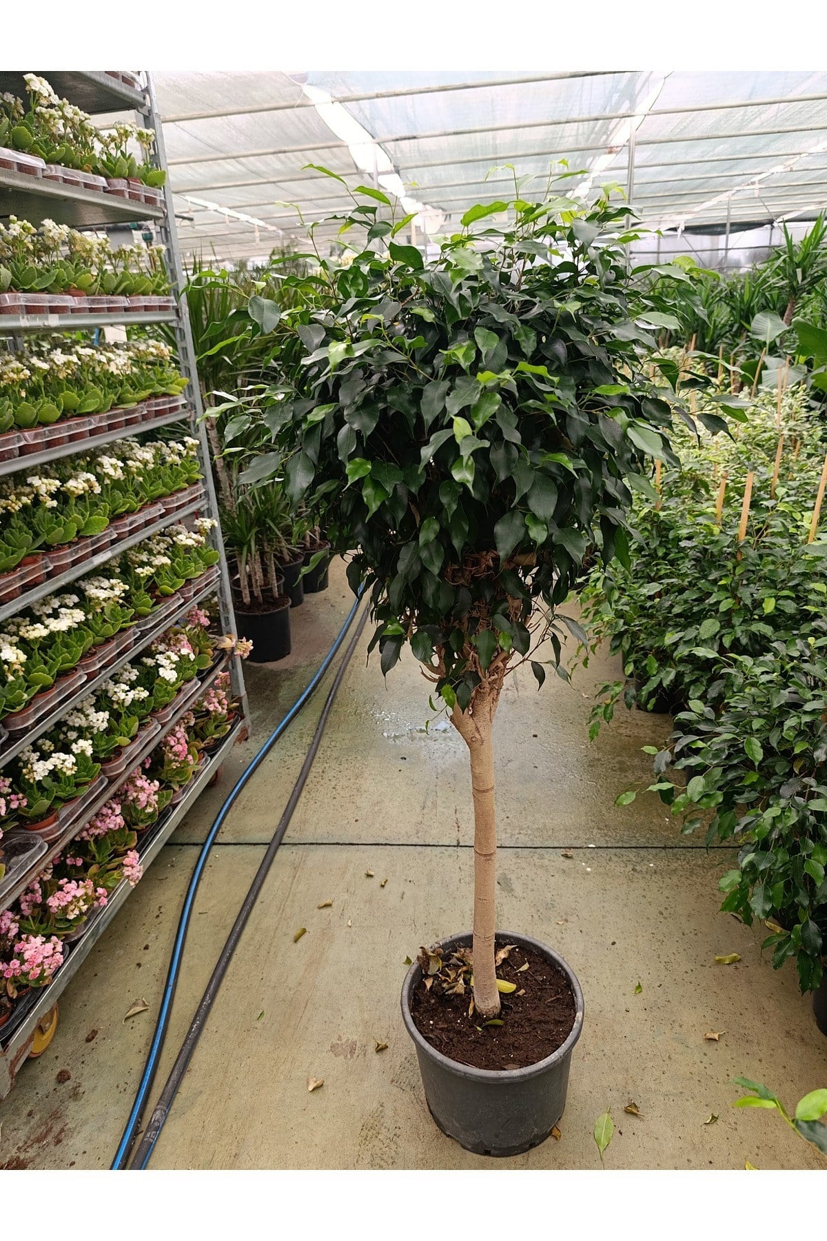 Ficus Tijli Bitkisi - Salon Bitkisi