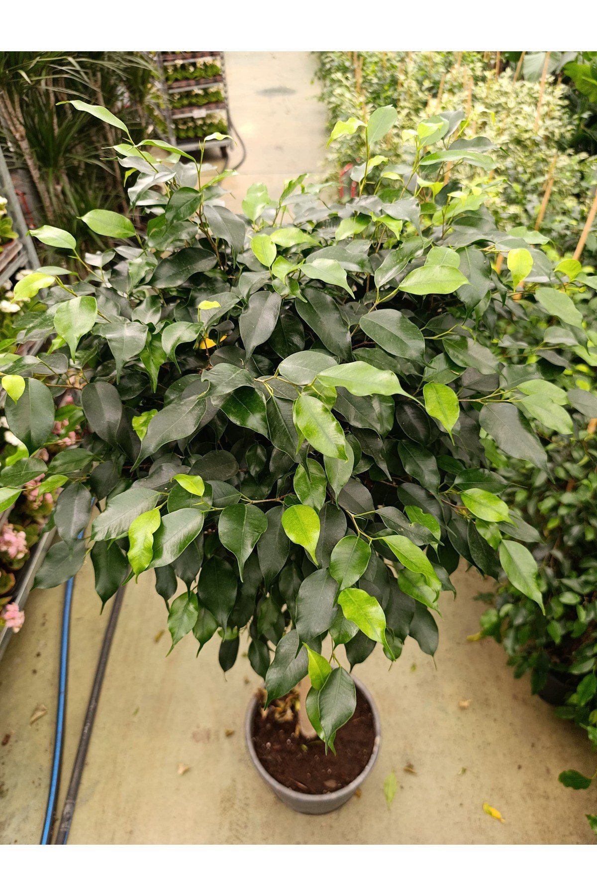 Ficus Tijli Bitkisi - Salon Bitkisi