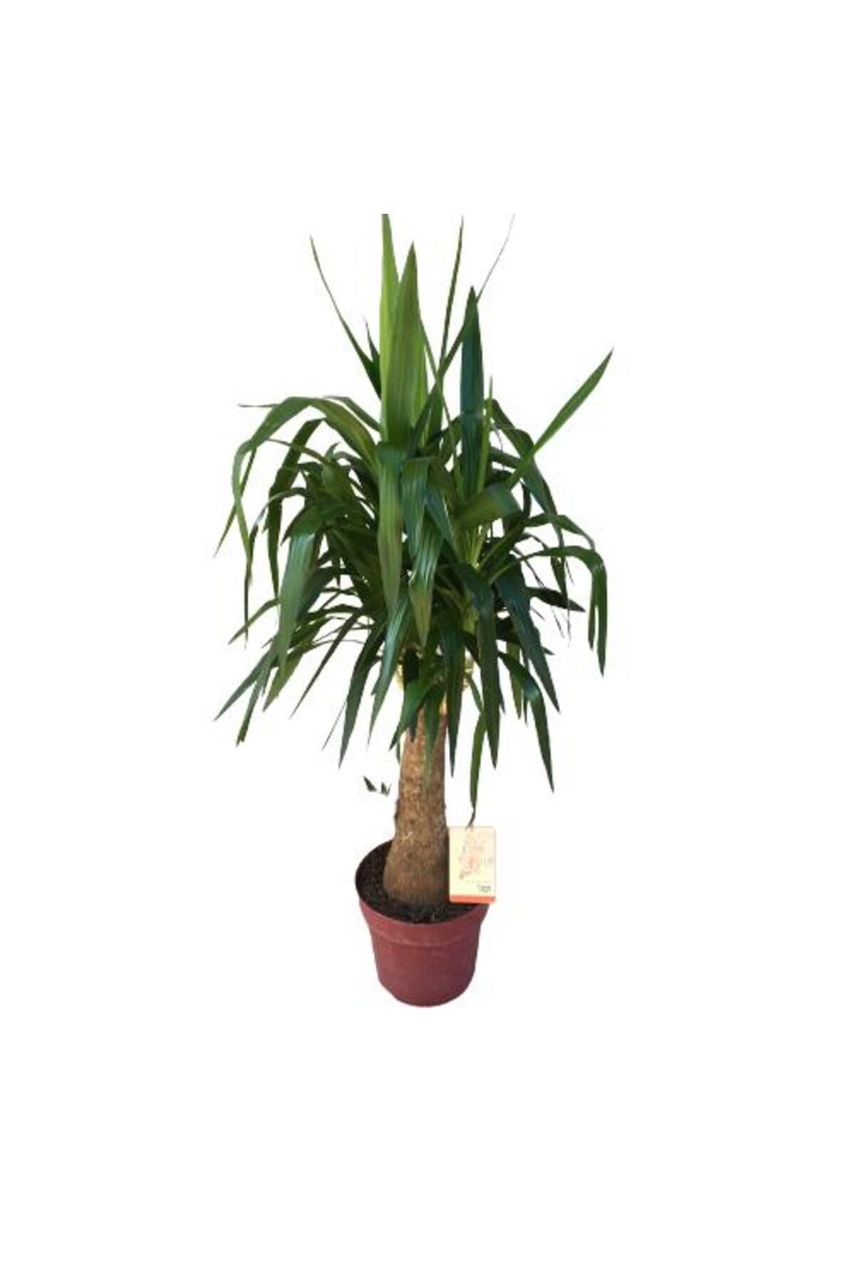 Fil Ayaklı Yucca Ağacı (Yucca Elephantipes)140-150 cm