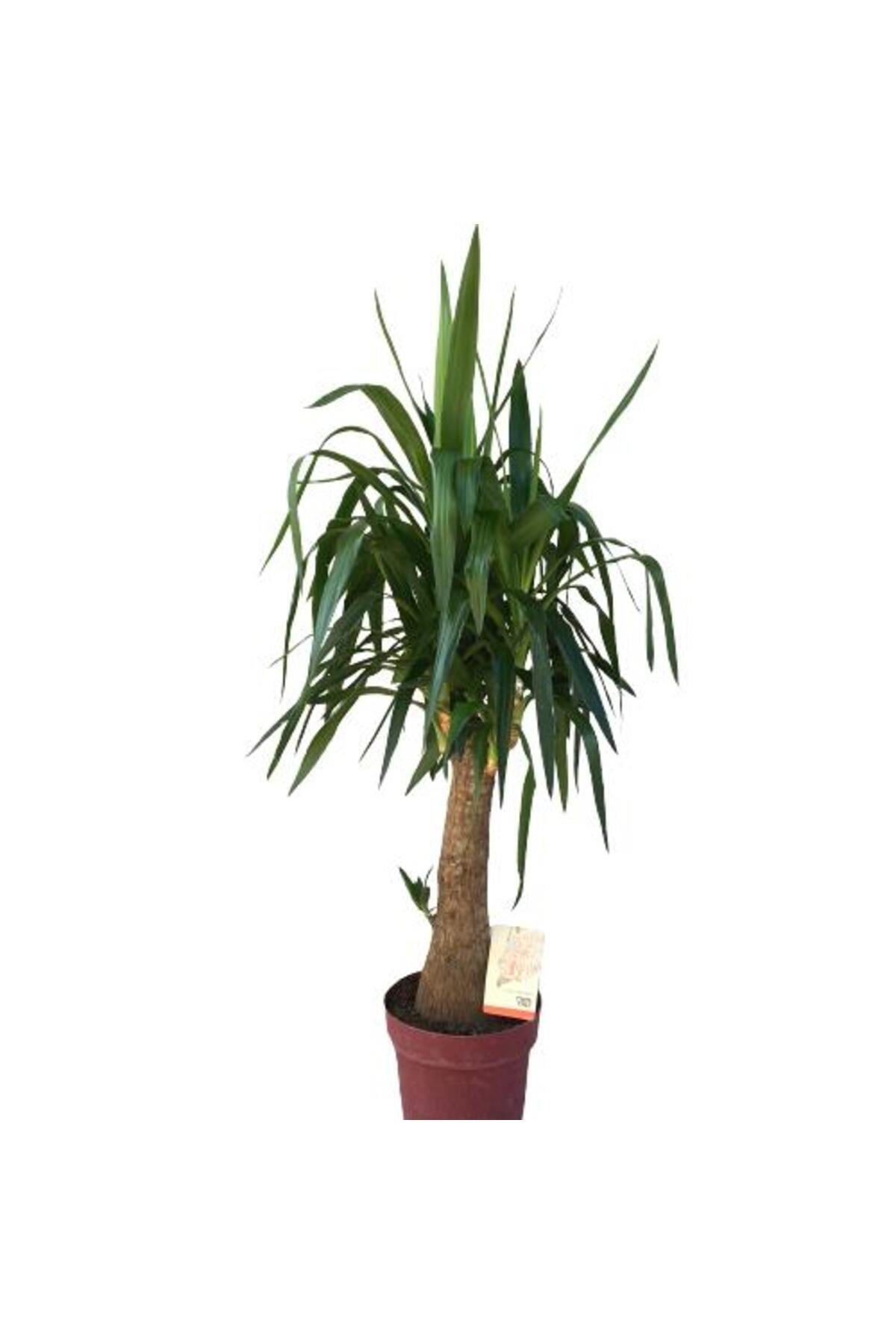 Fil Ayaklı Yucca Ağacı (Yucca Elephantipes)140-150 cm