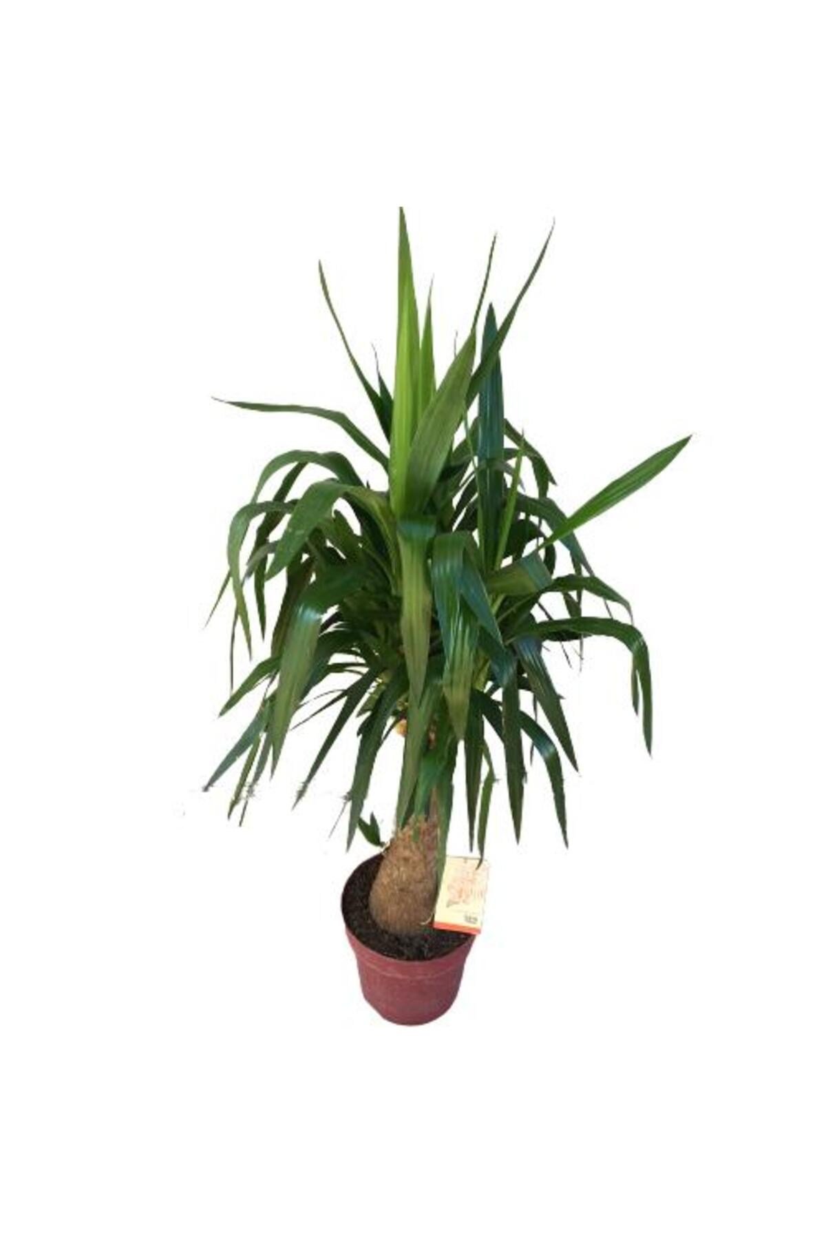 Fil Ayaklı Yucca Ağacı (Yucca Elephantipes)140-150 cm