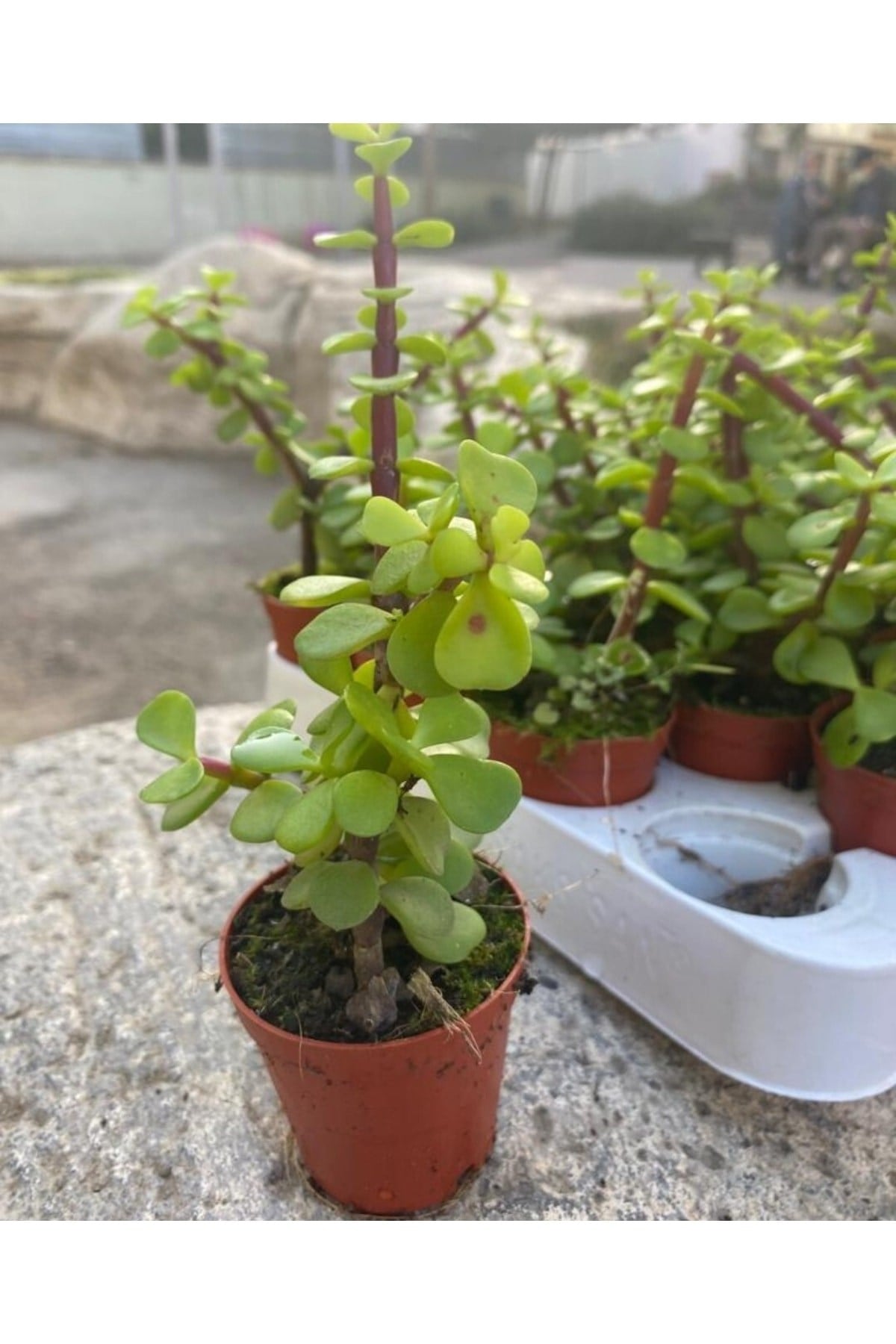 Fil Azığı - Portulacaria Afra Variegata - 1 Adet Sukulent - Teraryum Bit