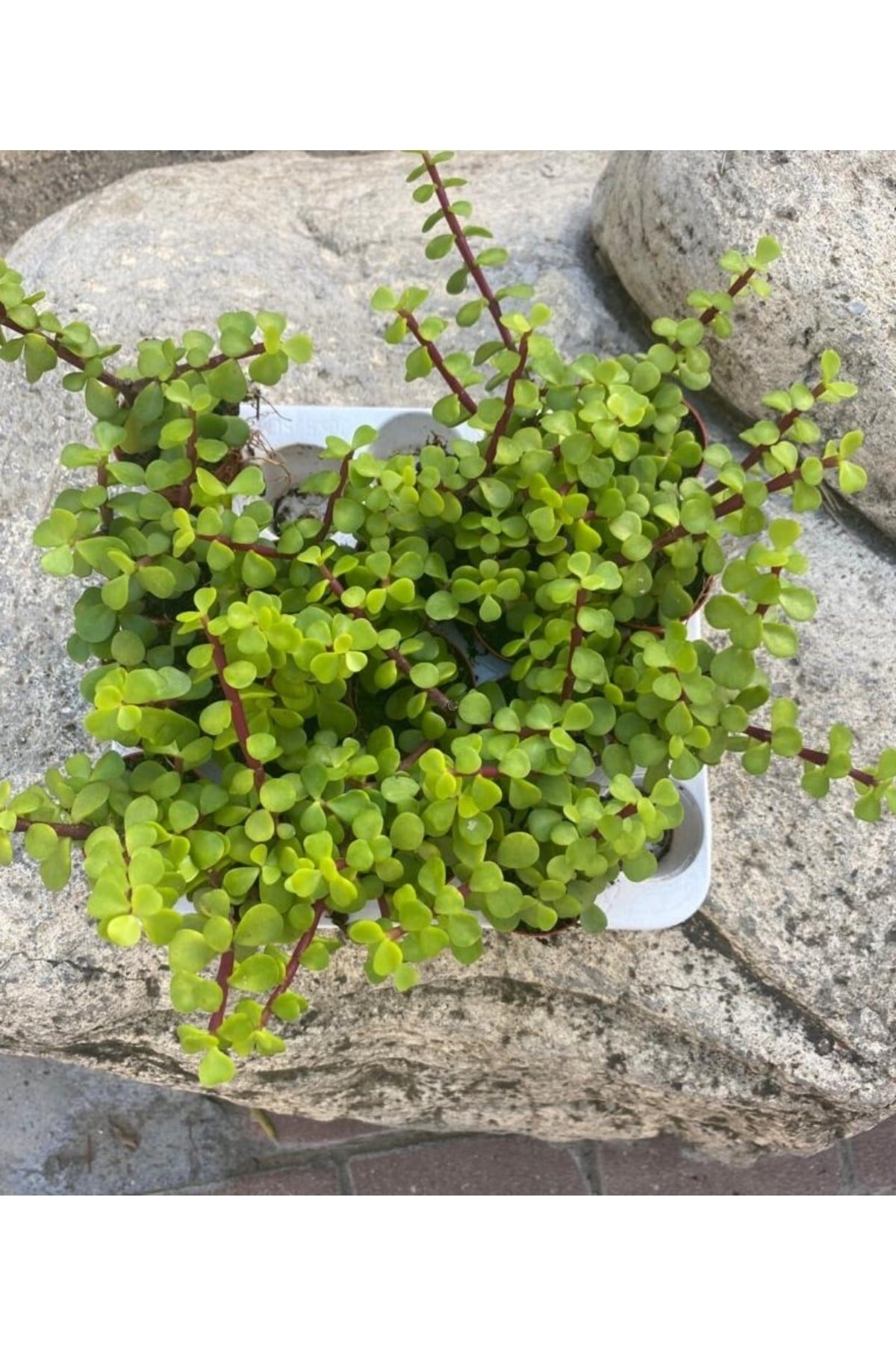 Fil Azığı - Portulacaria Afra Variegata - 1 Adet Sukulent - Teraryum Bit