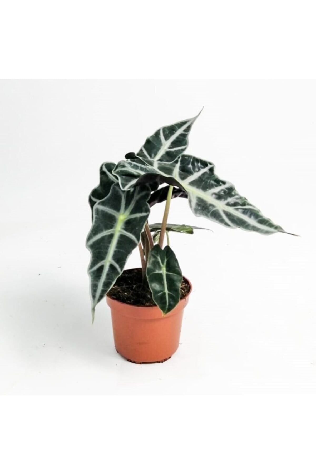 Fil Kulağı Bitkisi Alocasia Polly 25-40 Cm