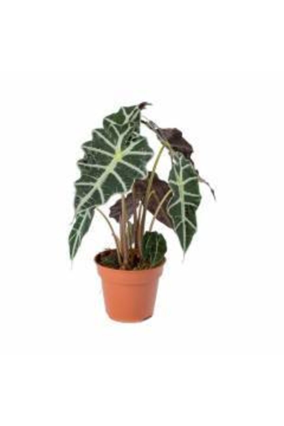 Fil Kulağı Bitkisi Alocasia Polly 25-40 Cm