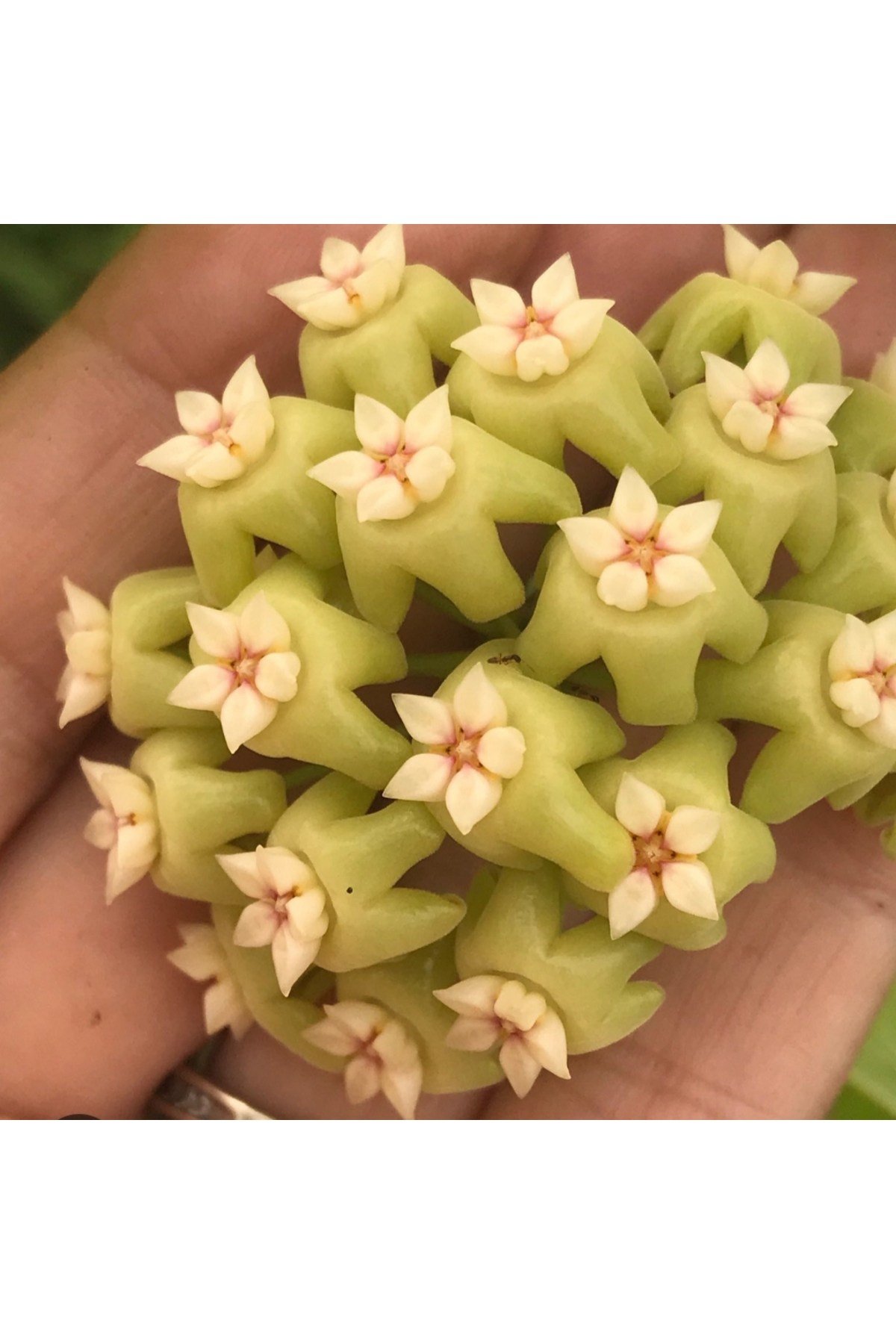 Fıstık Yeşili Yıldız Mum Çiçeği (Hoya carnosa 'Fıstık Yıldızı')